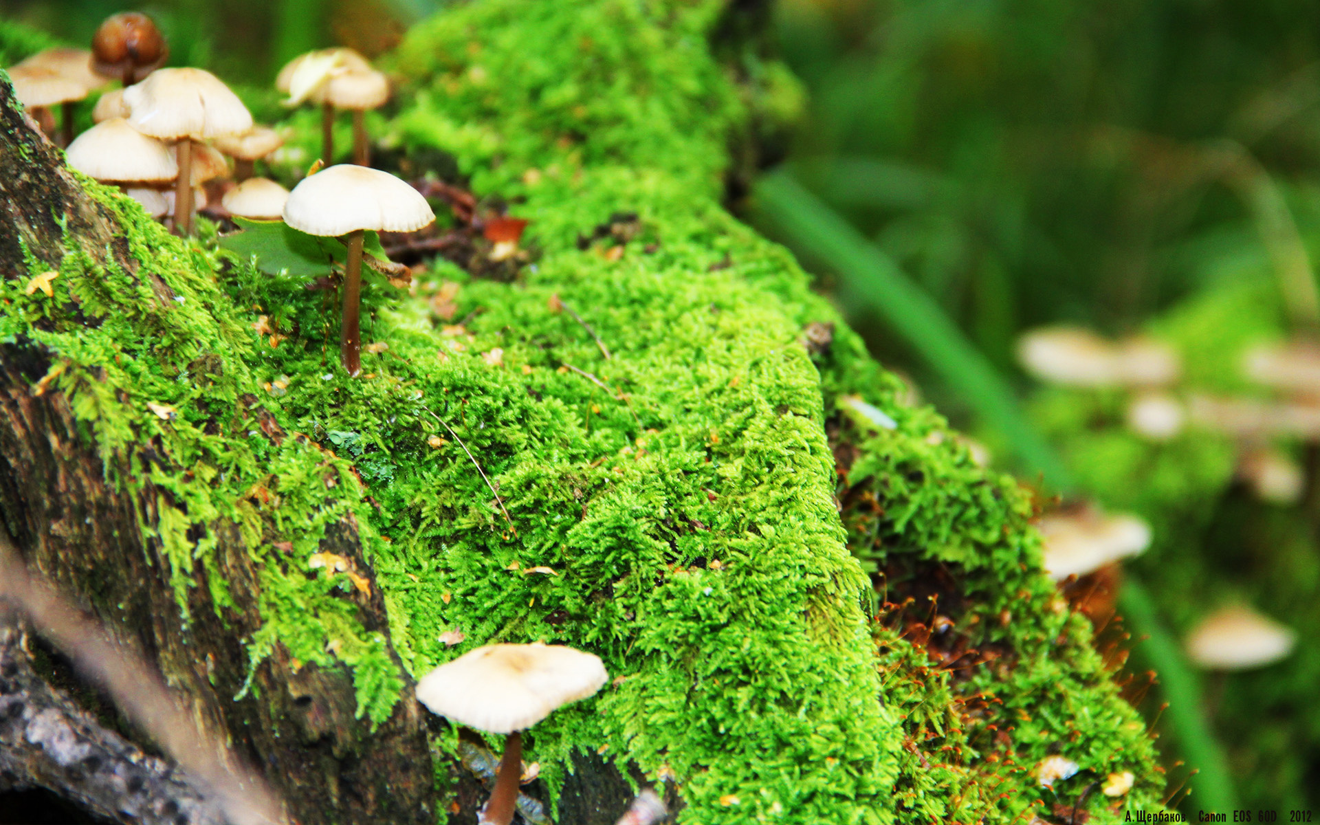 开云体育登录-雷霆万钧！节奏掌控全程压制步行者，贝恩末节19分加冕关键先生